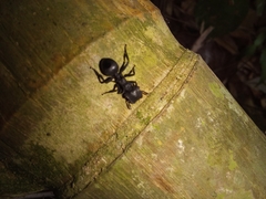 Cephalotes atratus