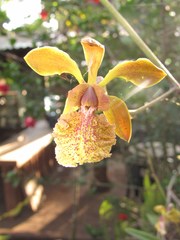 Encyclia trachychila