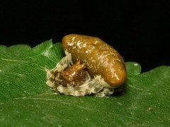 Mastophora phrynosoma