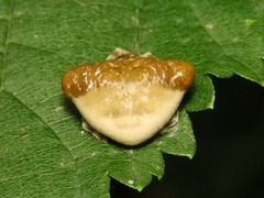 Mastophora phrynosoma