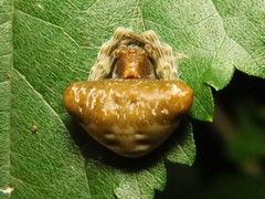 Mastophora phrynosoma