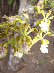 Encyclia trachychila
