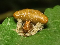 Mastophora phrynosoma