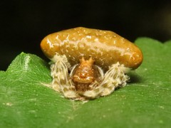 Mastophora phrynosoma