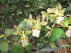 Encyclia trachychila