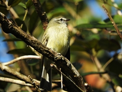 Phyllomyias fasciatus