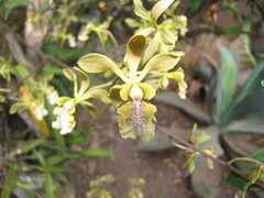 Encyclia trachychila