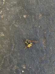 Vespula germanica