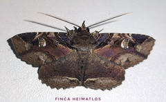 Peteroma denticulata