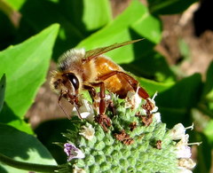 Apis mellifera