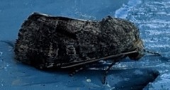 Oligia minuscula
