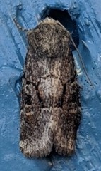 Oligia minuscula