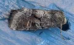 Oligia minuscula