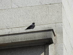 Corvus monedula