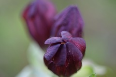 Gentiana purpurea
