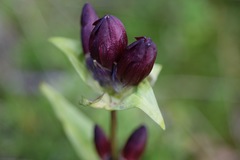 Gentiana purpurea