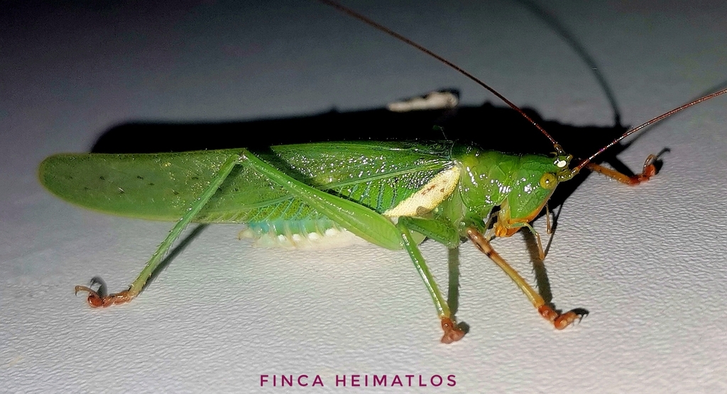 Moncheca bisulca