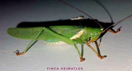 Moncheca bisulca