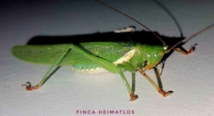 Moncheca bisulca kuthyi