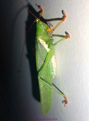 Moncheca bisulca kuthyi