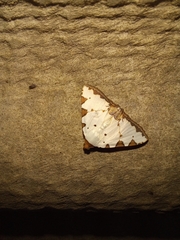 Eulepidotis testaceiceps