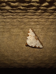 Eulepidotis testaceiceps