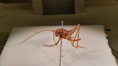 Pleioplectron simplex