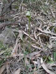 Pterostylis curta