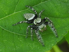 Phidippus carolinensis