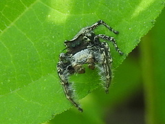 Phidippus carolinensis