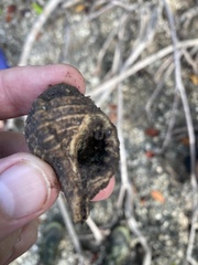Tonnoidea