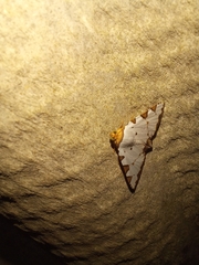 Eulepidotis testaceiceps