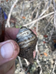 Tonnoidea