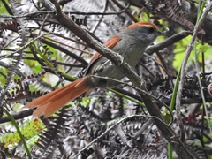 Synallaxis ruficapilla