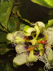 Anisoscelis foliaceus