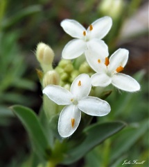 Pimelea glauca