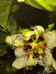 Anisoscelis foliaceus