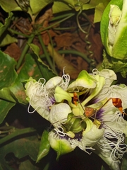 Anisoscelis foliaceus