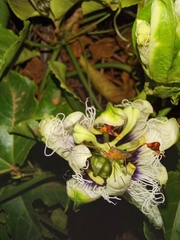 Anisoscelis foliaceus