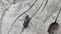 Xylotrechus antilope