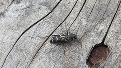 Xylotrechus antilope