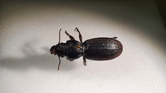 Mecodema sculpturatum