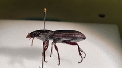 Mecodema sculpturatum