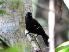 Pyriglena leucoptera