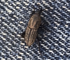 Sphenophorus compressirostris