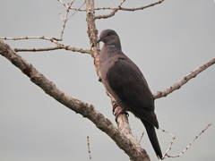 Patagioenas plumbea