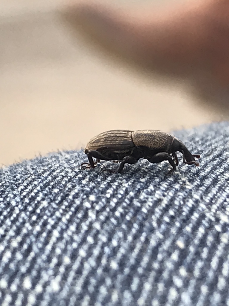Sphenophorus compressirostris
