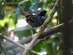 Myrmoderus squamosus