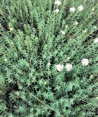 Pimelea glauca