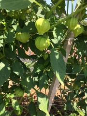 Physalis ixocarpa
